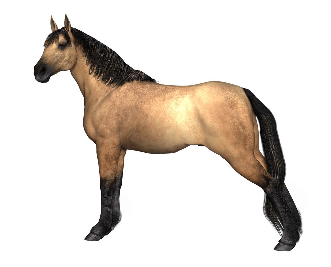 Horses Brown Horse Hind Legs Stretched png transparent