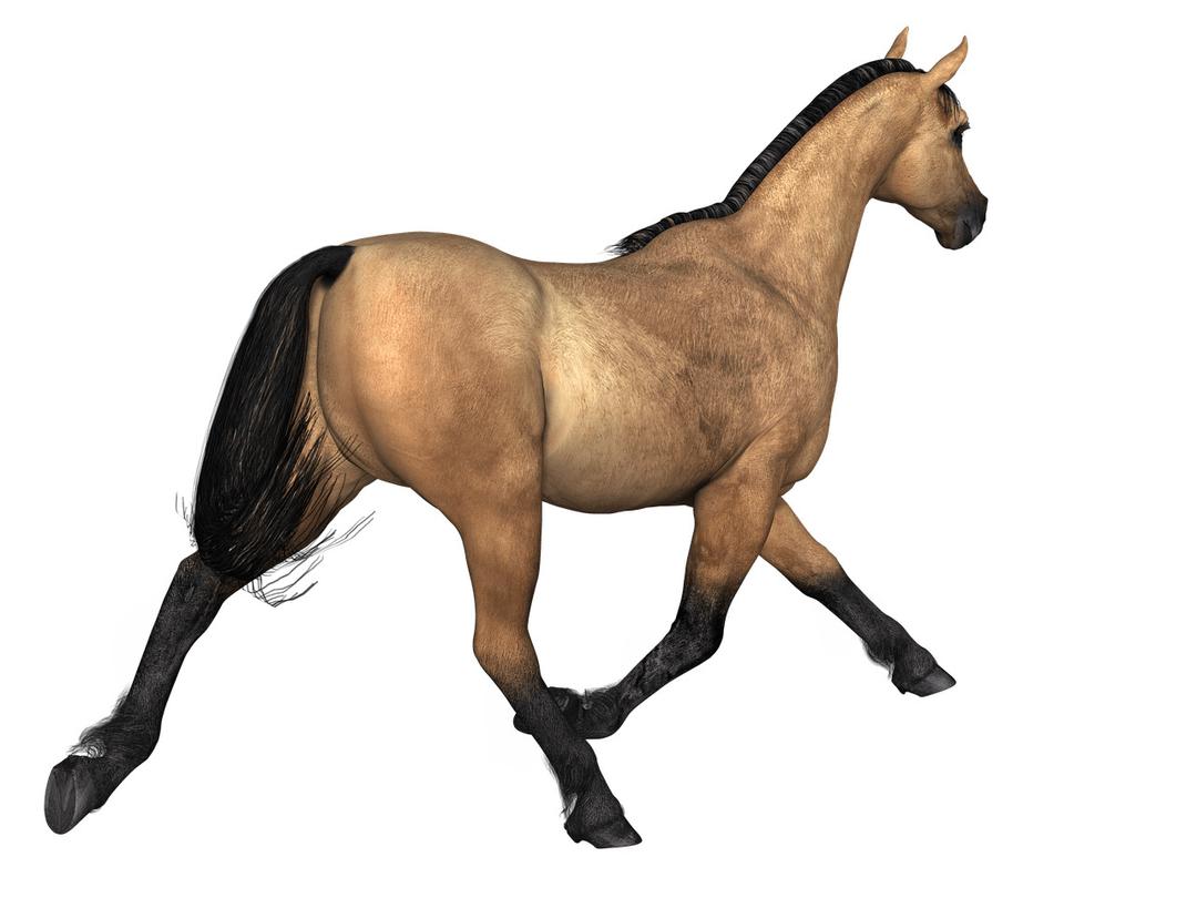 Horses Brown Horse Rear View png transparent