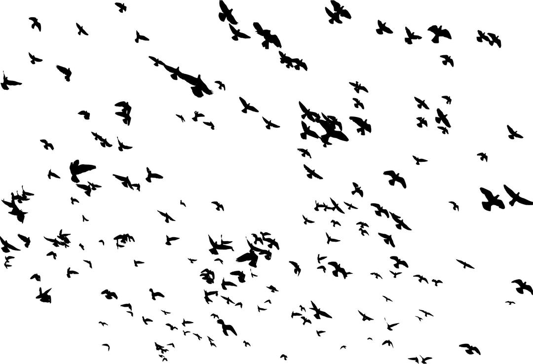 Huge Flock Of Birds Flying Silhouette png transparent