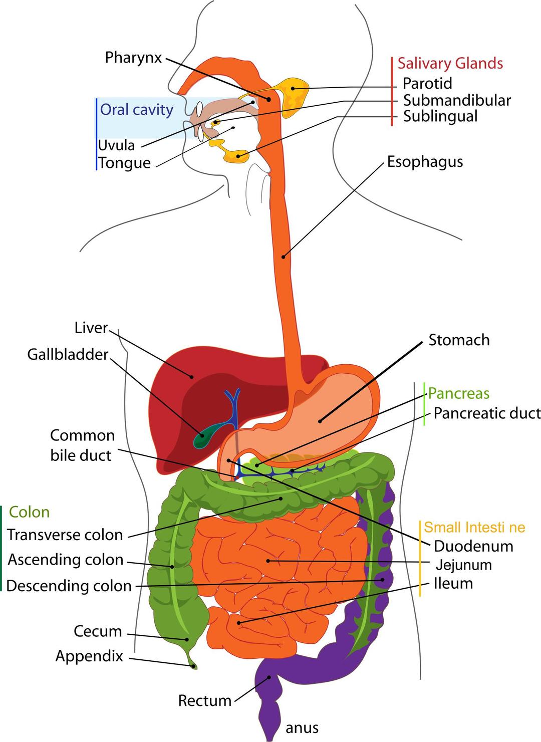 Human digestive system png transparent