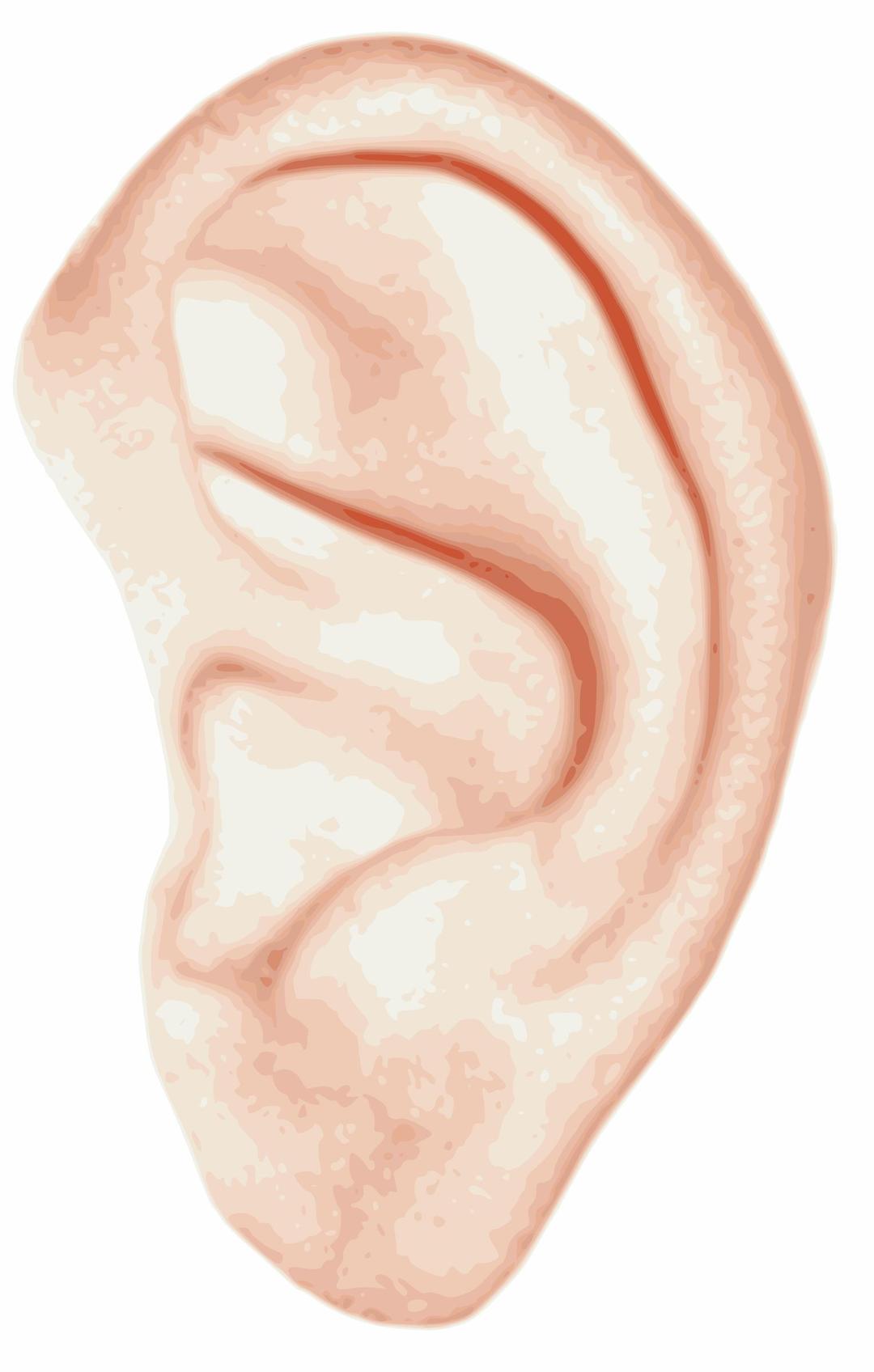 human ear png transparent