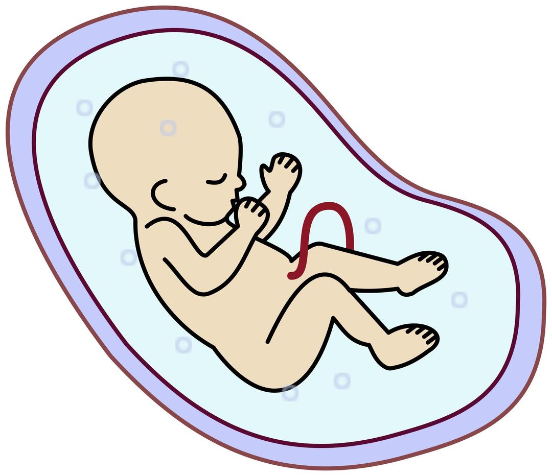 Human embryo png transparent
