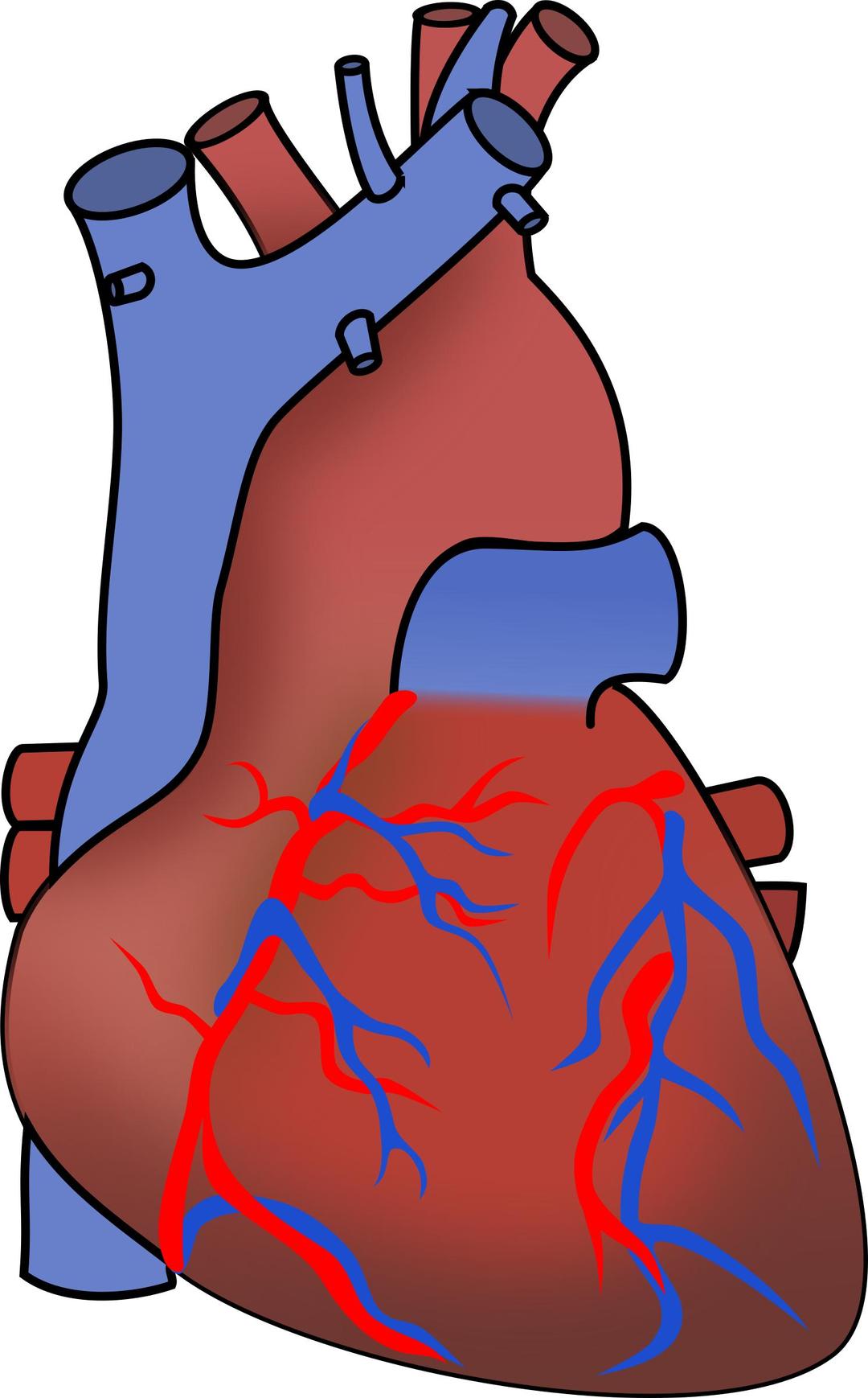Human Heart png transparent