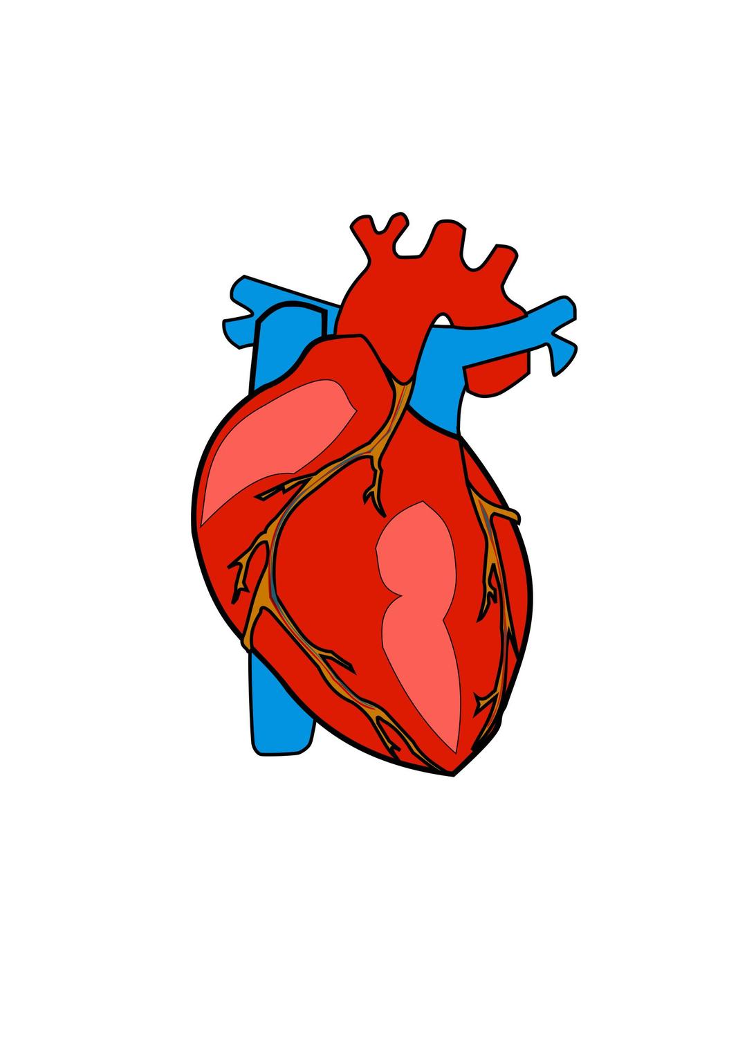 HUMAN HEART  png transparent