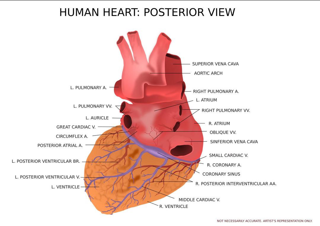 Human Heart Posterior View png transparent