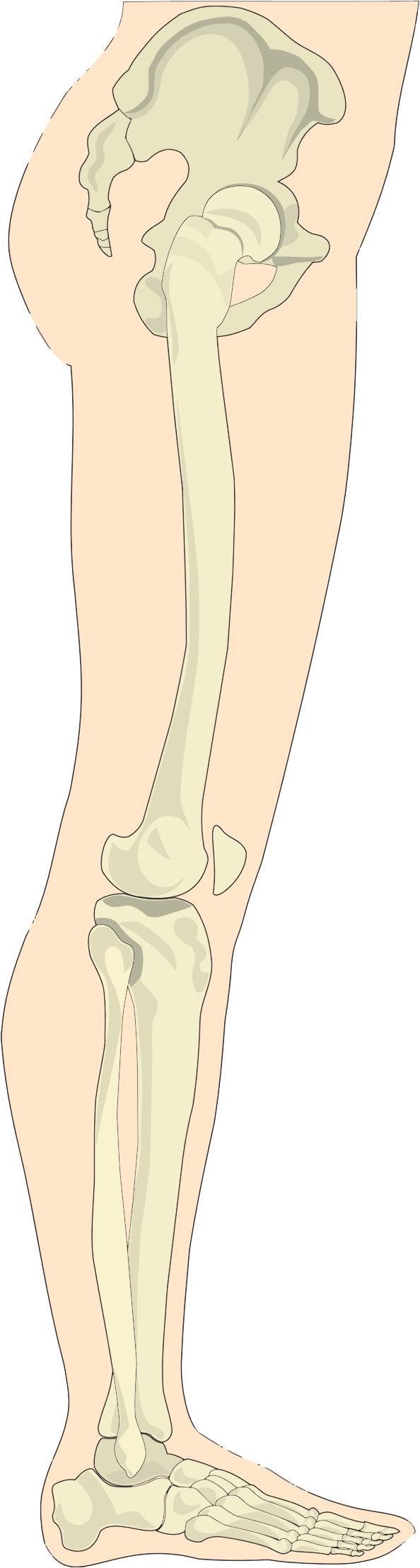 Human Legs Sideview png transparent