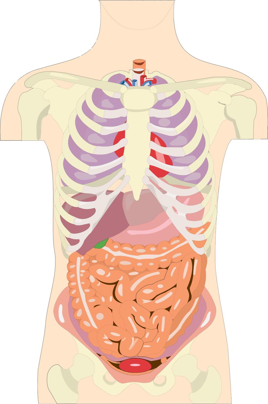 Human Organs Torso png transparent