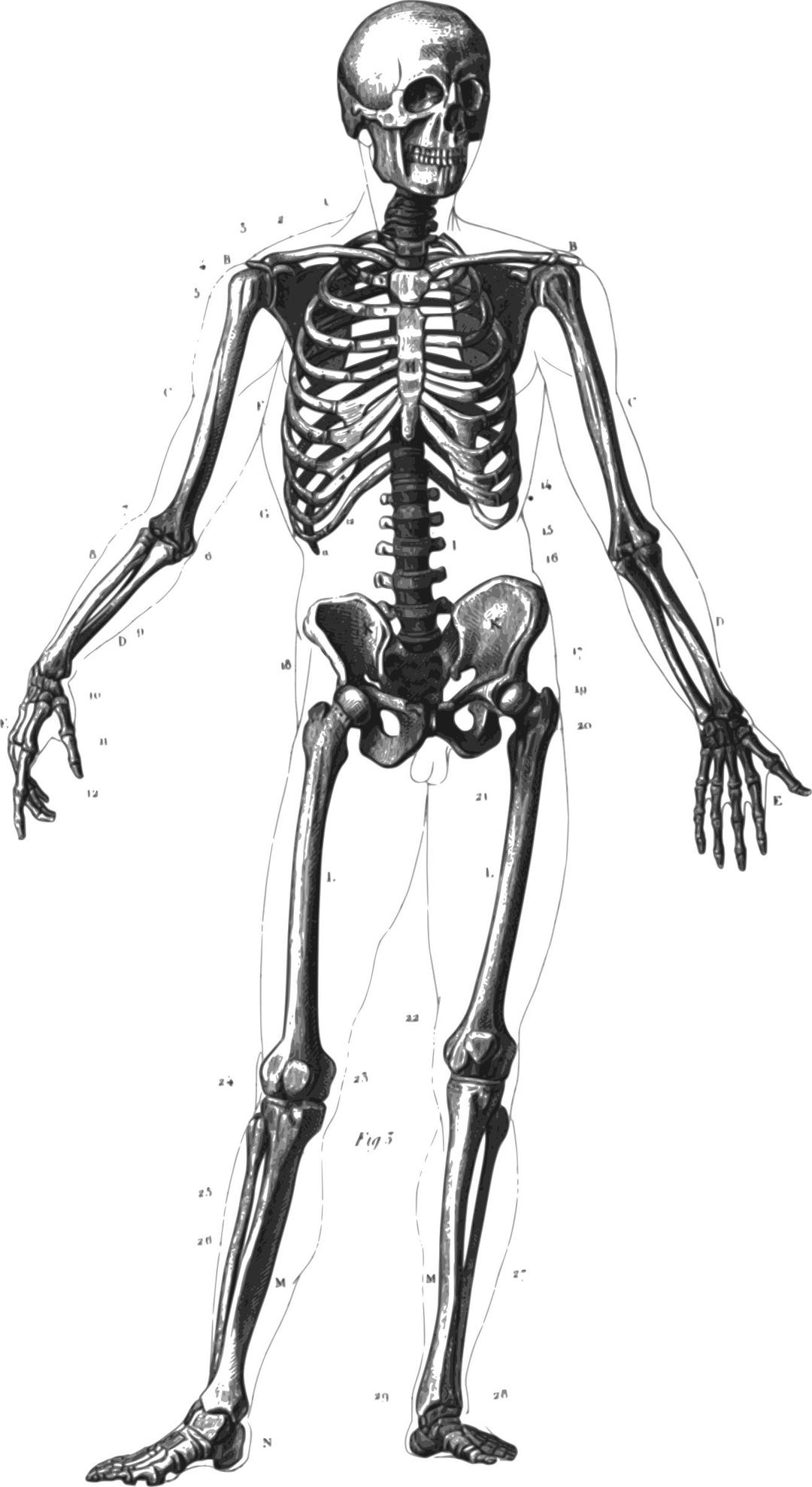 Human Skeleton png transparent