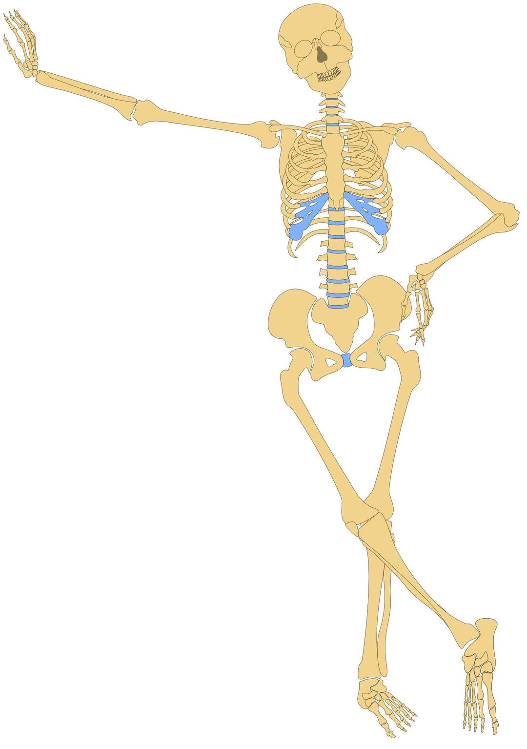 Human Skeleton(Outline) png transparent