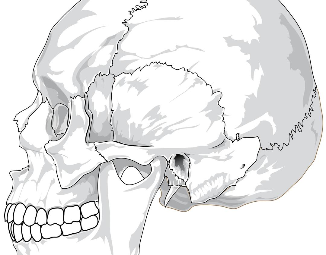 Human skull (side view) png transparent