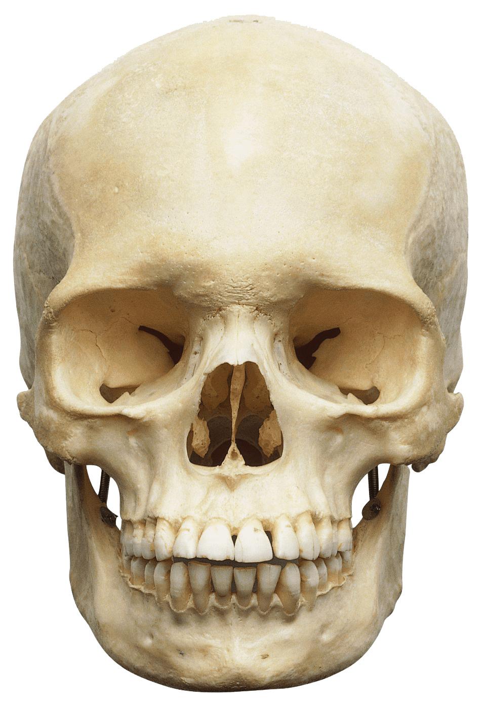 Human Skull White png transparent