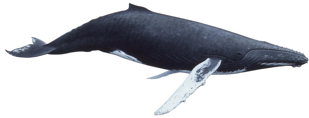 Humpback Whale png transparent