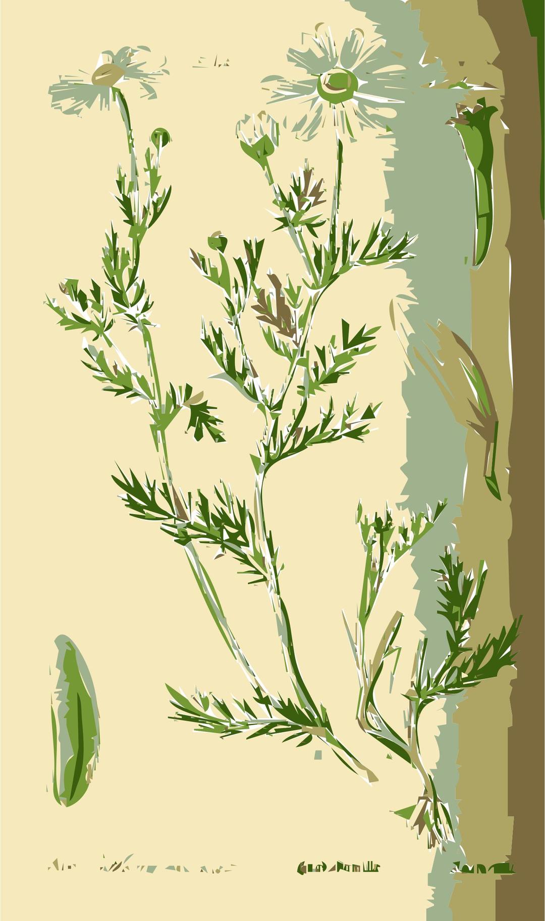 Illustration of the Anthemis Flower png transparent