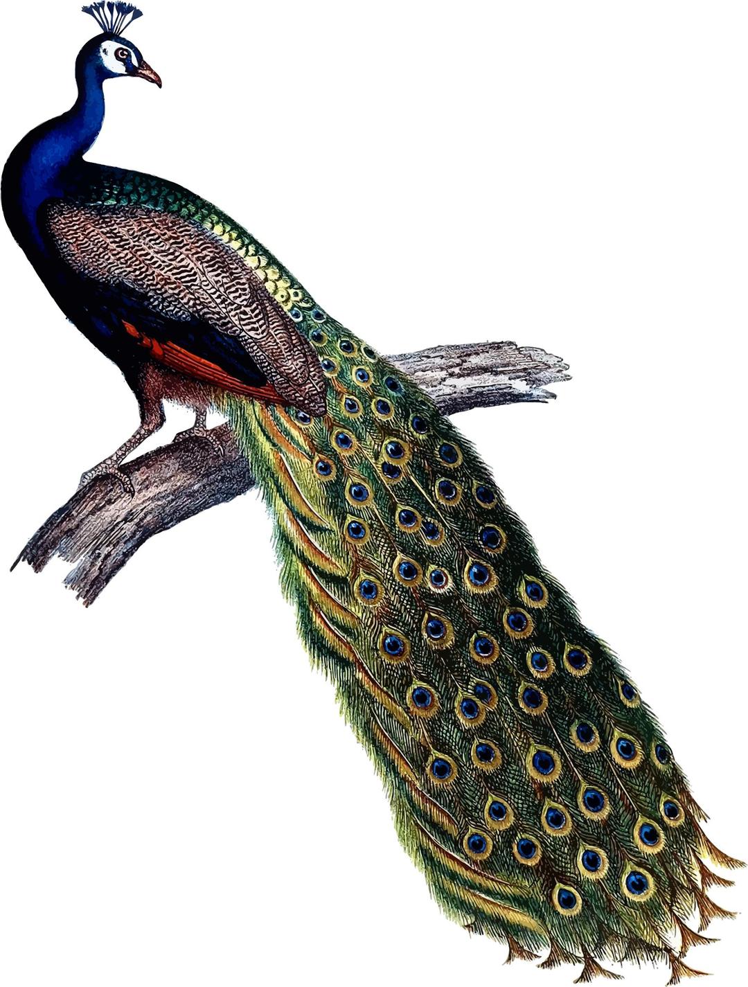Indian peacock png transparent