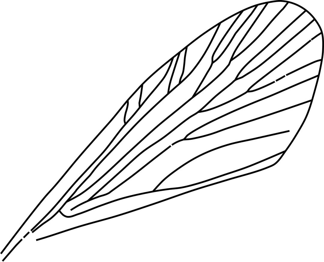 Insect wing png transparent