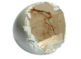 Inside Of Broken Eggshell png transparent