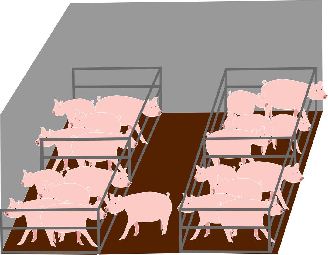 Inside pigs industrial farm - A l'intérieur d'un élevage industriel de cochons png transparent
