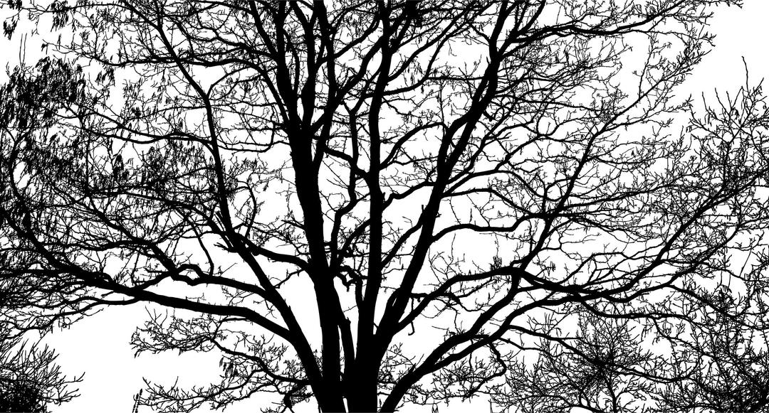 Intricate Tree Silhouette png transparent