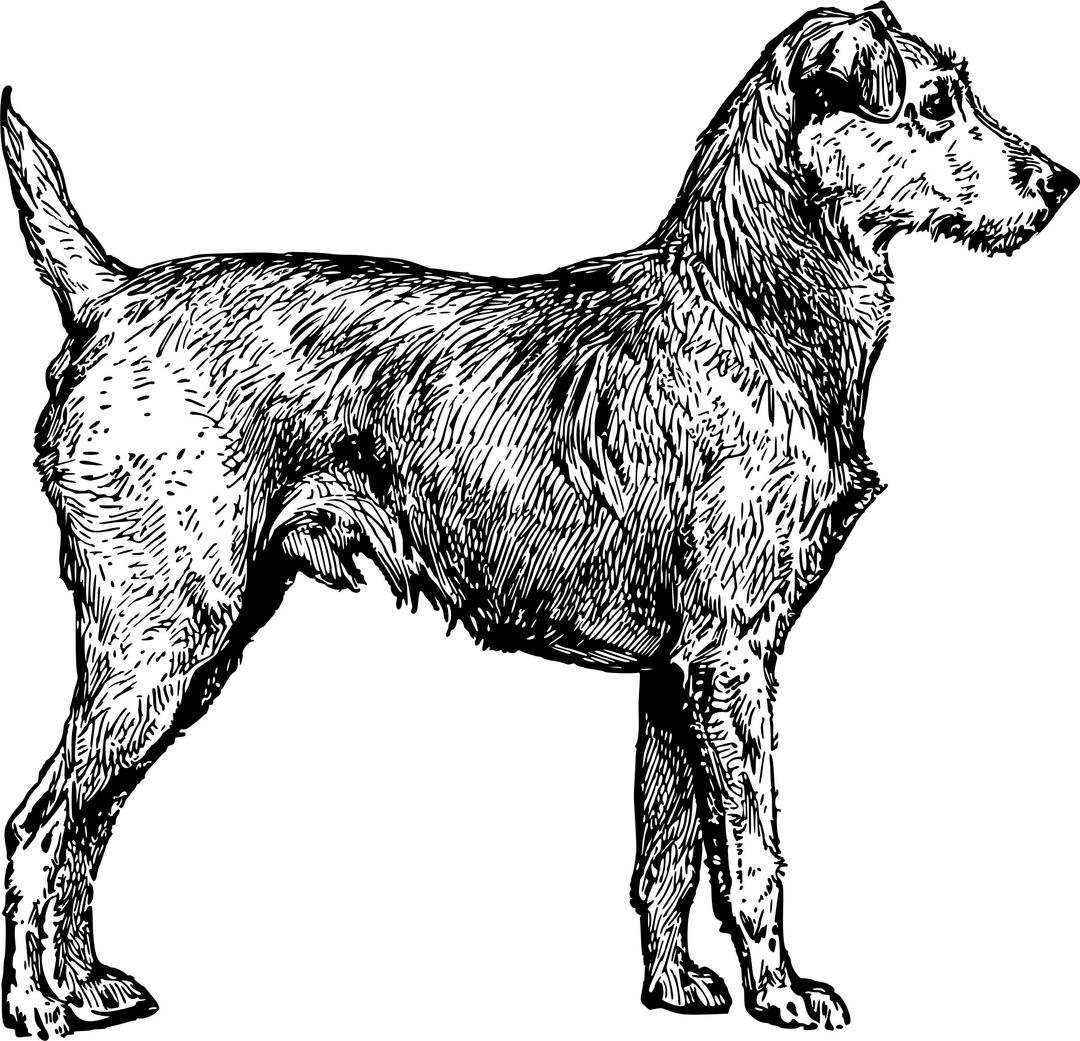 Irish terrier png transparent