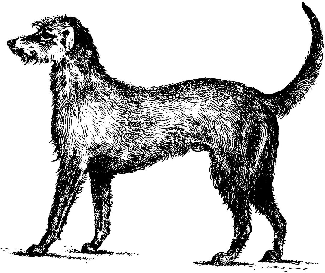 Irish wolfhound png transparent