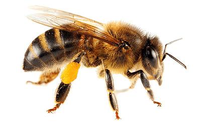 Isolated Bee png transparent
