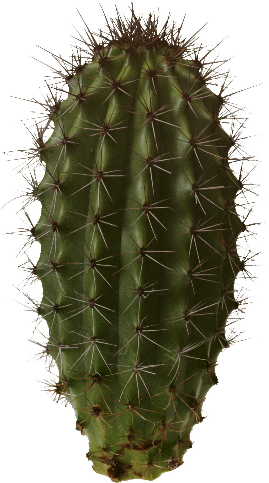 Isolated Cactus png transparent
