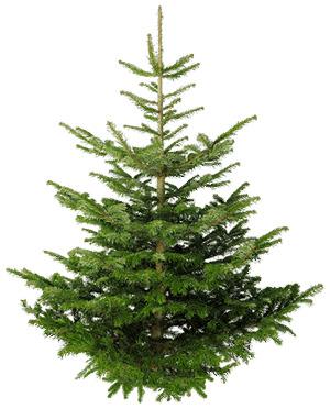 Isolated Fir Tree png transparent