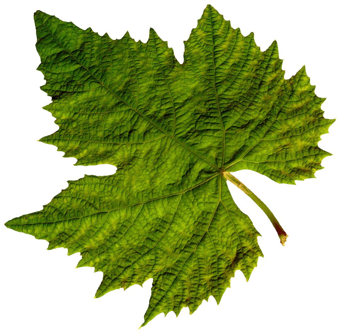 Isolated Green Leaf png transparent