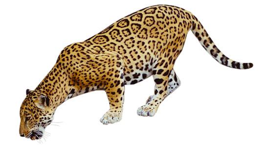Jaguar Drinking png transparent