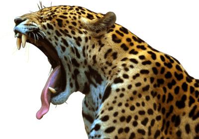 Jaguar Roar png transparent