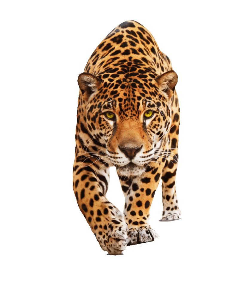Jaguar Walking png transparent