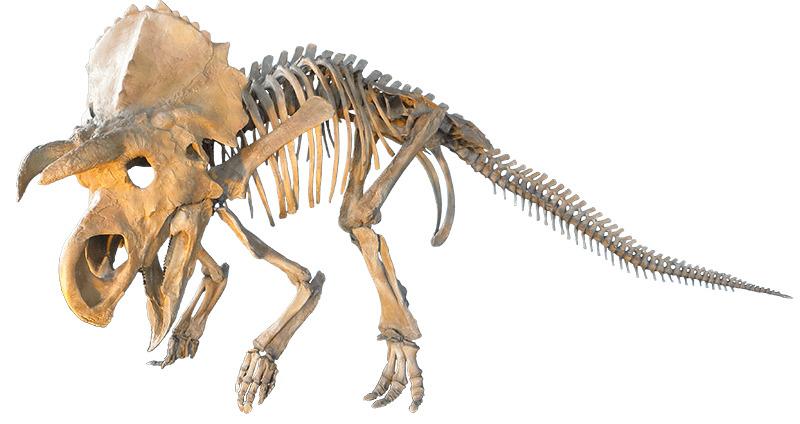 Judithian Aged Ceratopsian png transparent