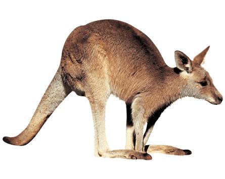 Kangaroo Right png transparent