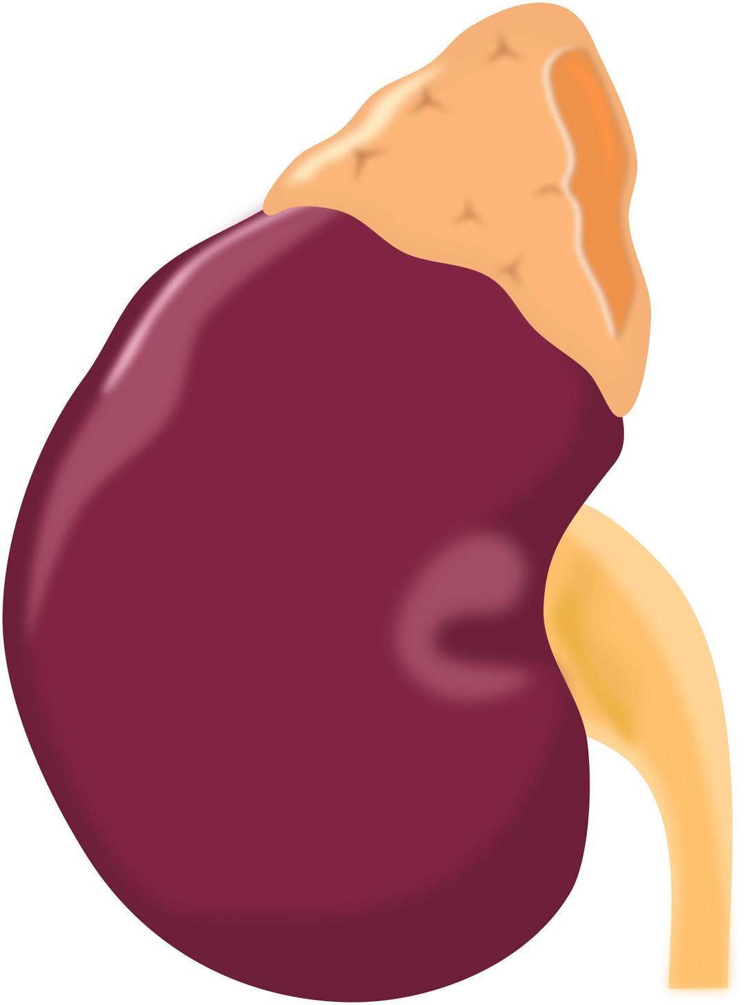 Kidney png transparent