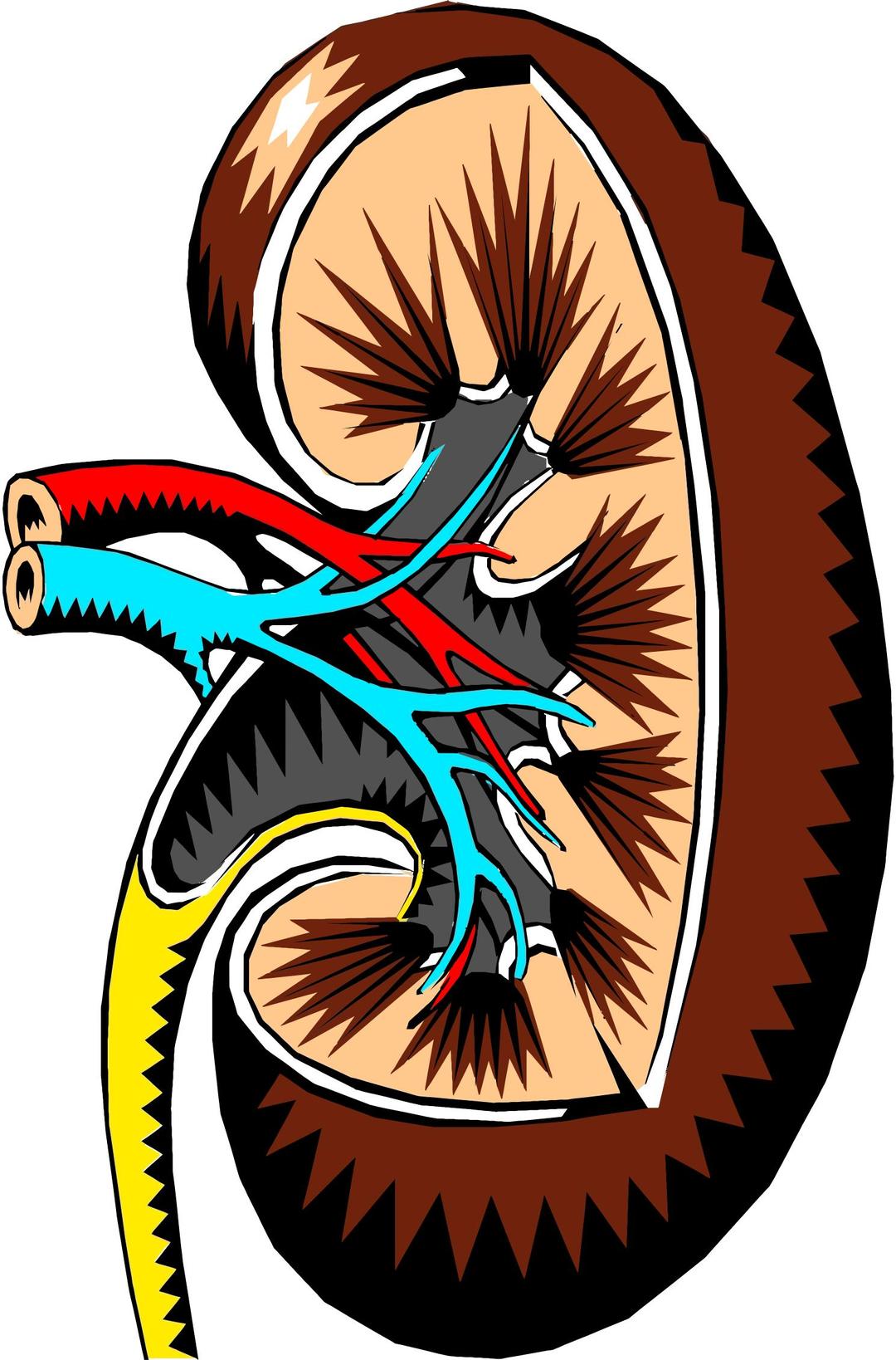 Kidney Cross Section Illustration png transparent