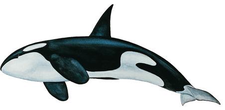 Killer Whale Bottom png transparent