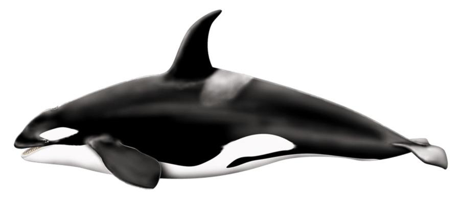 Killer Whale Left png transparent