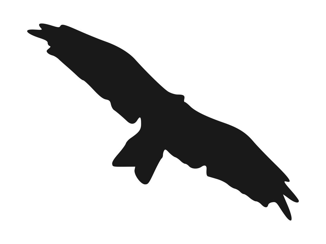 kite(bird) silhouette png transparent