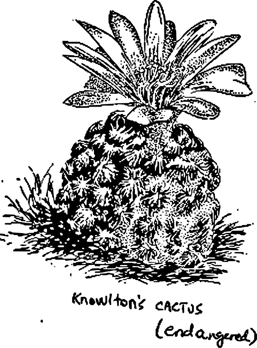 Knowltons Cactus (endangered) png transparent