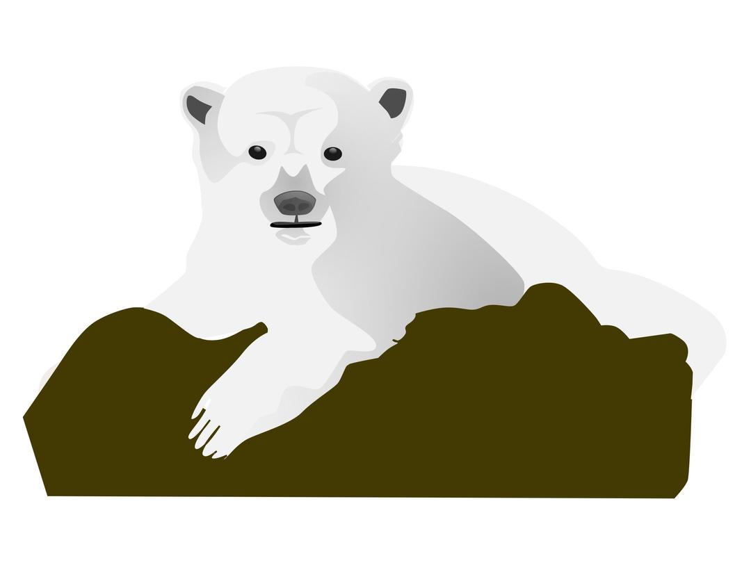 Knut the Polar Bear png transparent