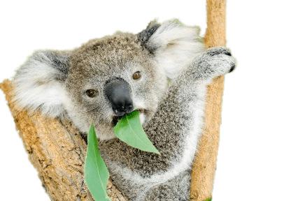 Koala Bear Eating Eucalyptus png transparent
