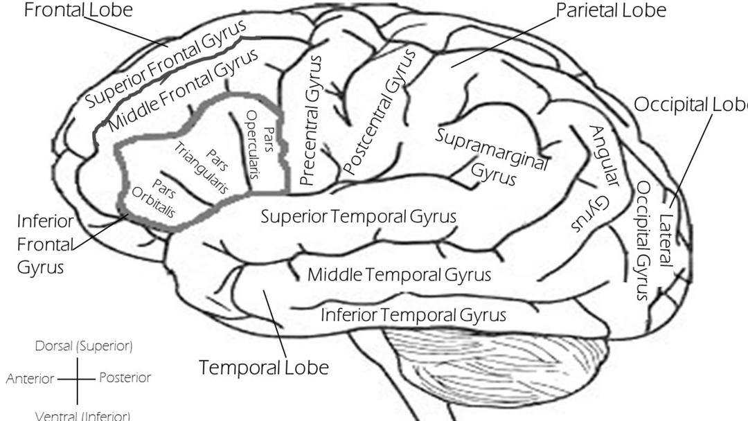 Labeled Brain png transparent