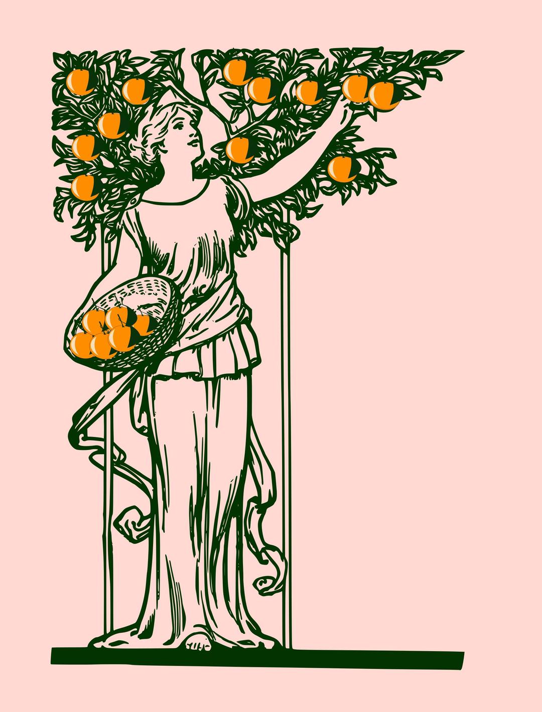 lady picking oranges-remix png transparent