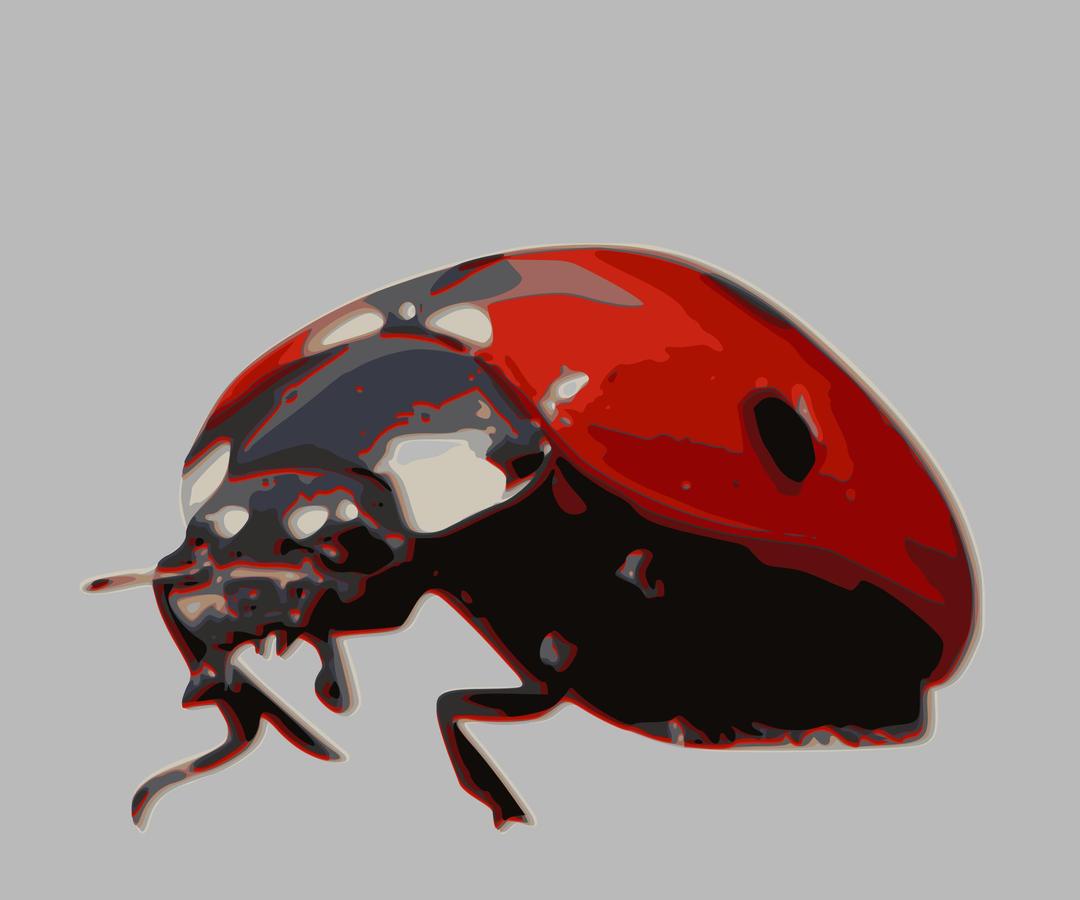 Ladybird-beetle png transparent