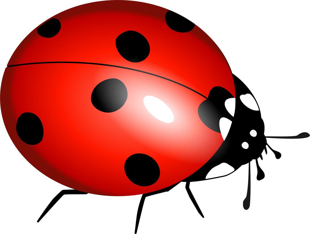 ladybug, ladybirds, boruA¾Ä— png transparent