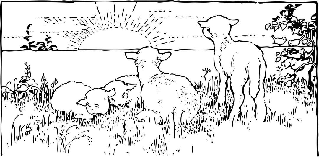 lambs at sunrise png transparent