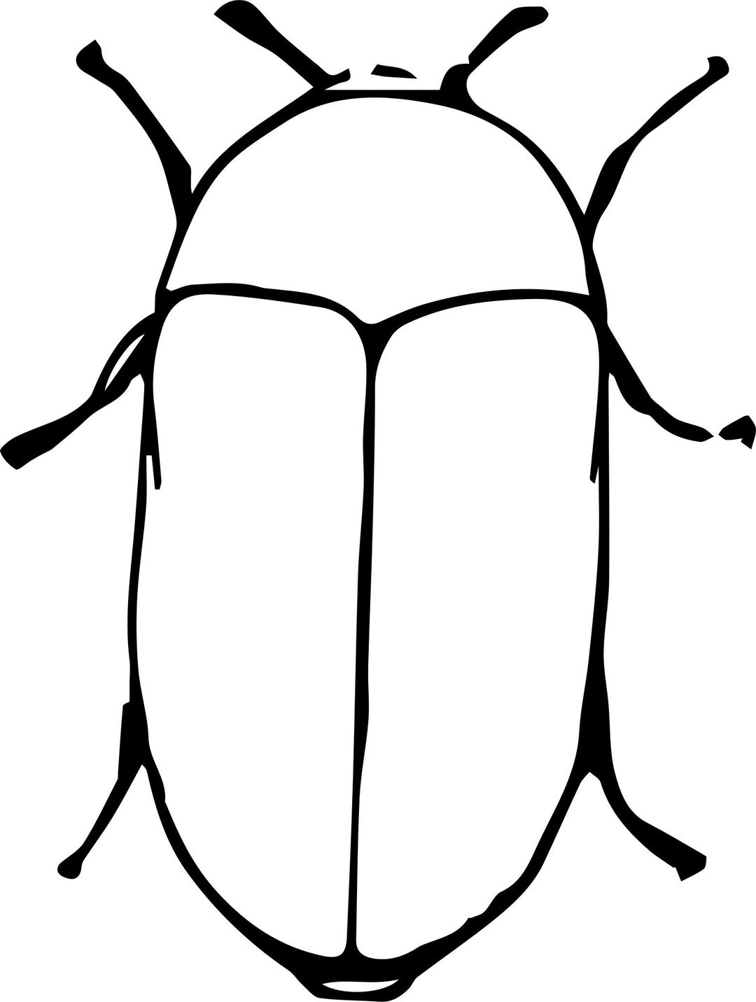 Larder Beetle png transparent