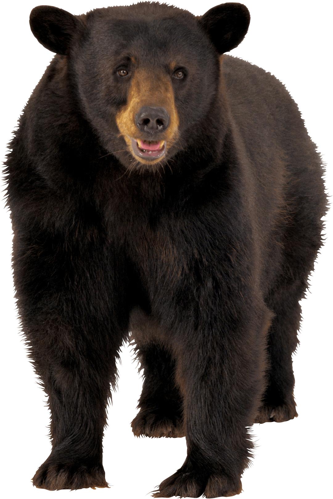 Large Brown Bear png transparent