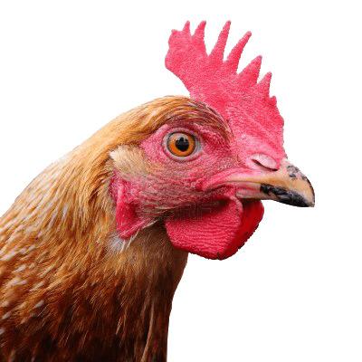 Large Chicken Head png transparent