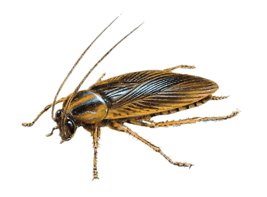 Large Cockroach Drawing png transparent